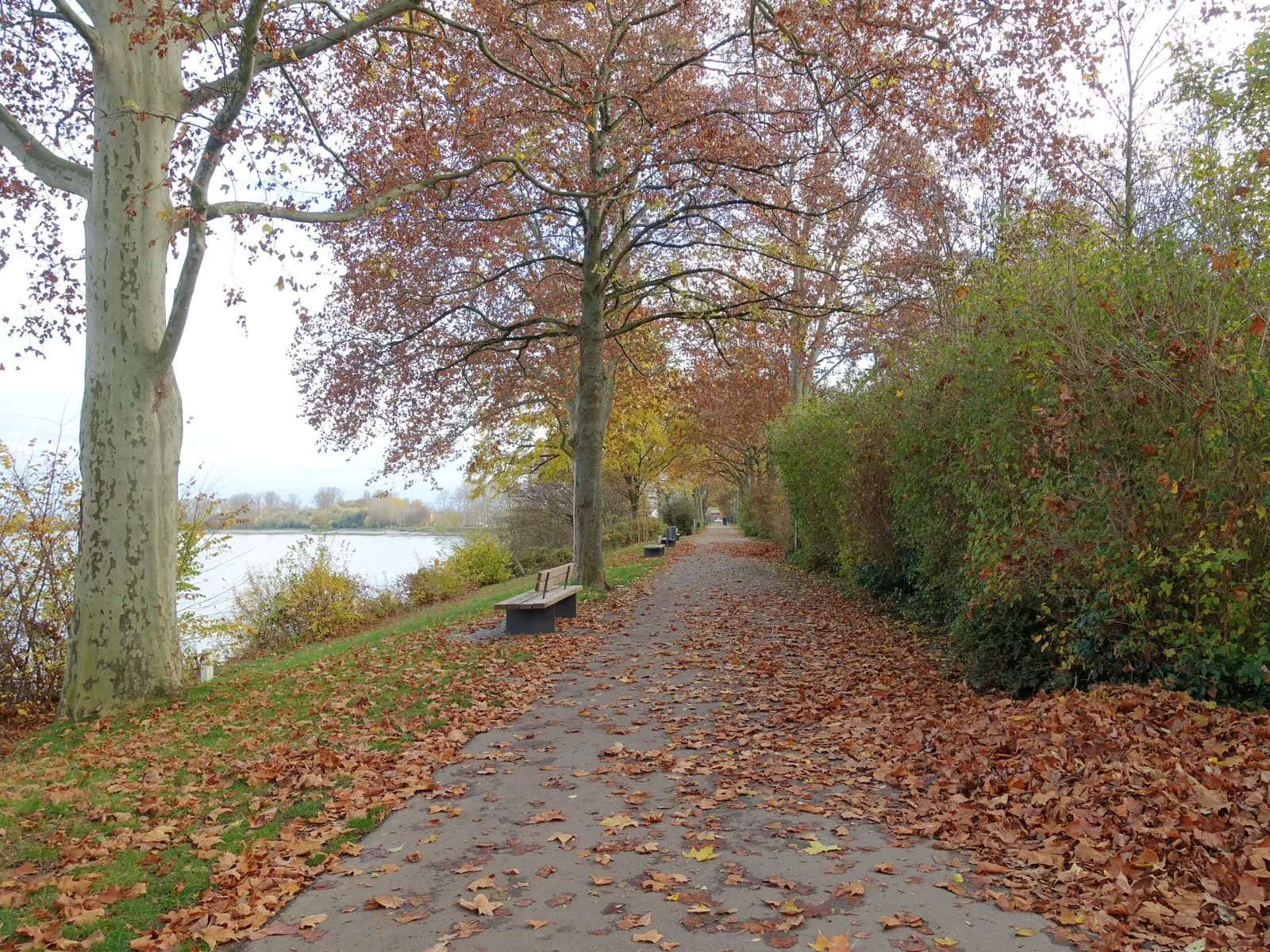 Rheinpromenade in Speyer, baumgesäumter Uferweg am Rhein nahe dem Rheinstrand