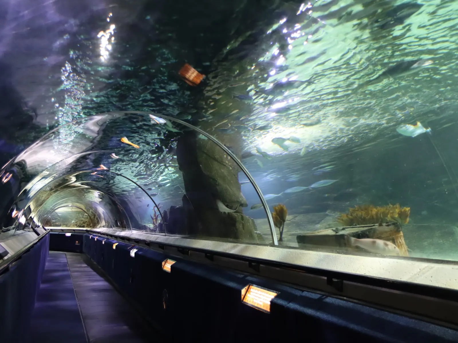 Symbolbild: Unterwassertunnel in einem Sea-Life-Aquarium (Illustrationsfoto, nicht das tatsächliche Sea Life Speyer)